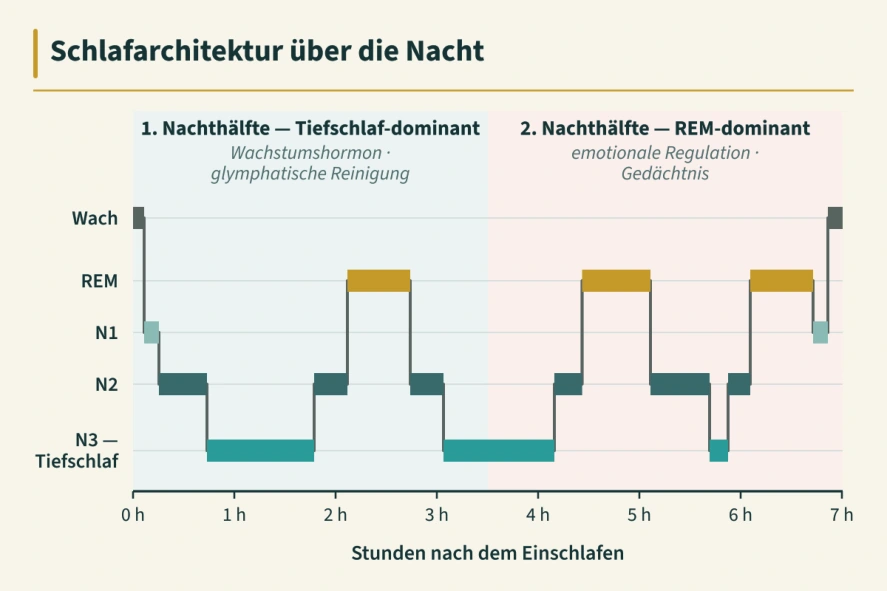 Originalgrafik aus Buchseite 359: Schlafphasen und ihr schematischer Verlauf über die Nacht.